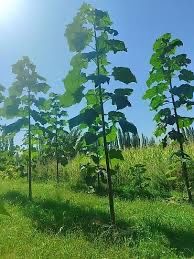 Павлония/древесина