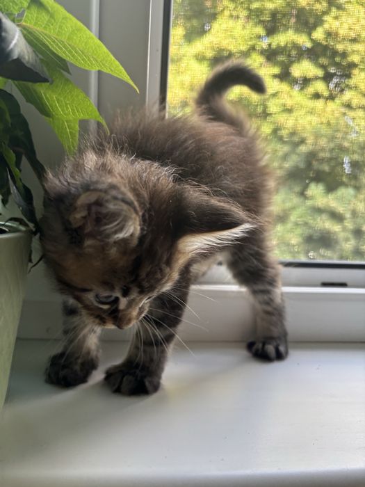 Baietel MAINE COON disponibil