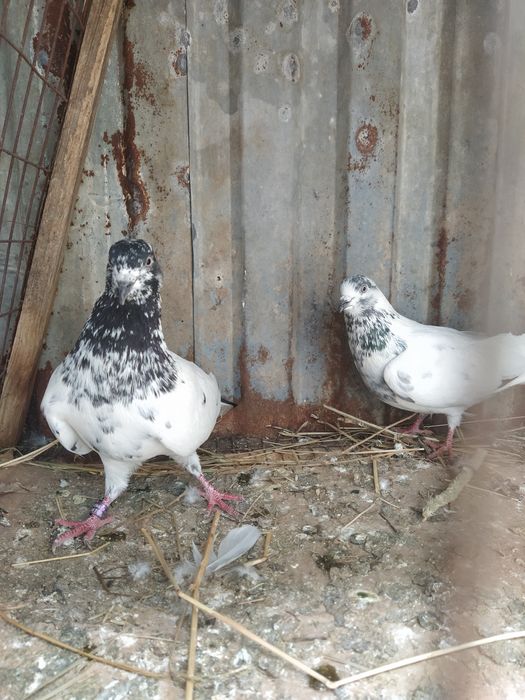 Пакистанецы Два Самца