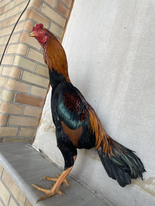 Yapon Shamo privaznoy tozasi 900 ming