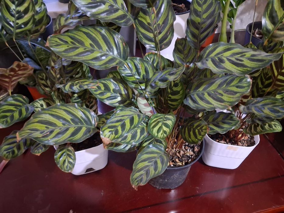 Комнатные растения