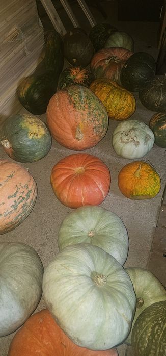 Продам тыкву разных сортов