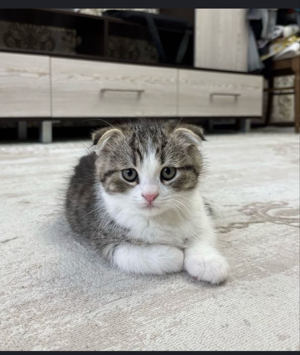 Котята Скотиш фолд