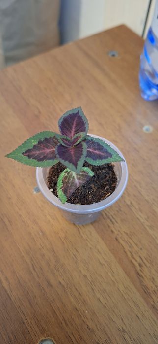 Оксалис или кислица