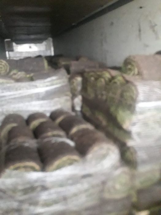 Зеленый сочный газон под ключ