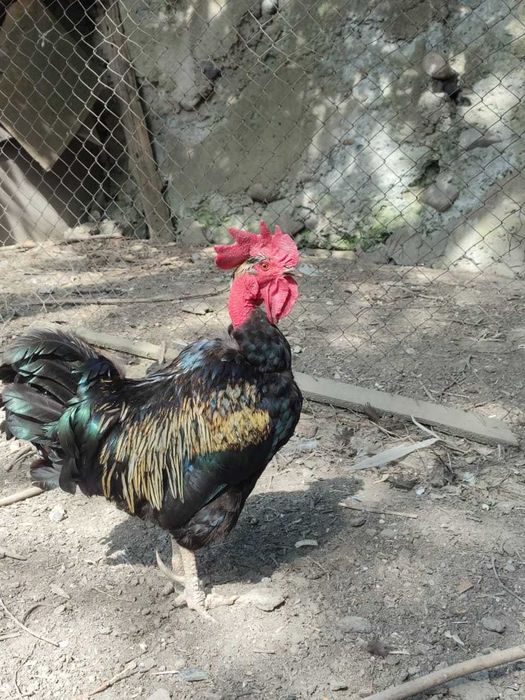 Петух голошейка 2.5-3 года