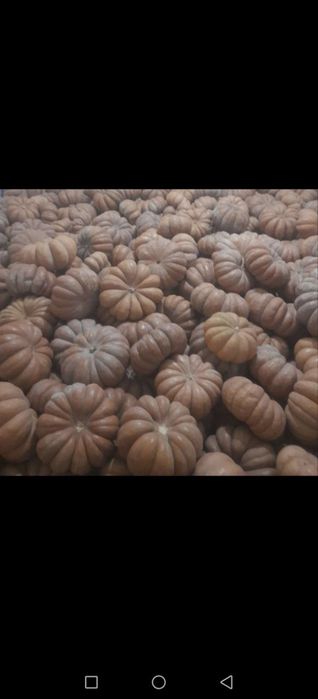 Muskat va gantel oshqovoq urug'lari sotiladi (kafolati bilan)