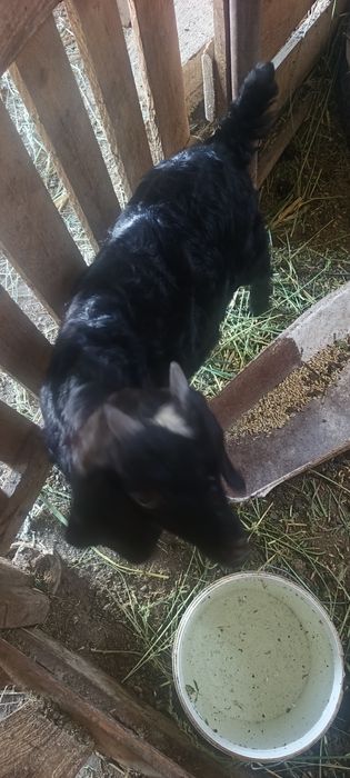 Лақтар сатылады Продам козы