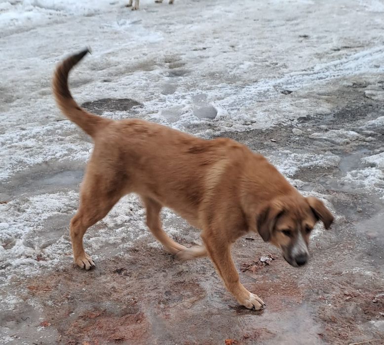 Срочно щенки ищут добрые руки!