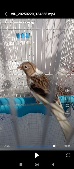 Kanareyka 7 oyli bitta sarigʻi 5 oyli