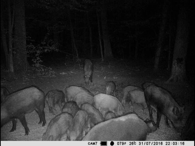 Camere vanatoare,supraveghere Live 4G ,120 mp 4k fara adresa  e-mail