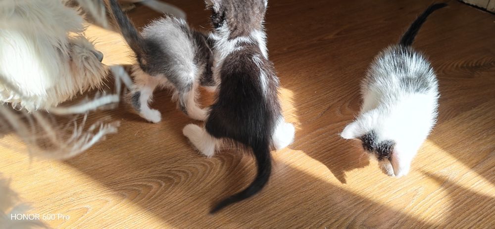 Котета се подаряват