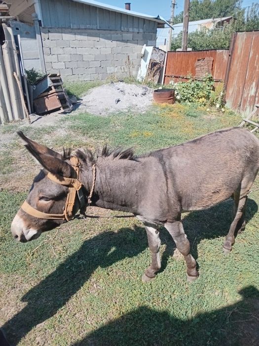 Продам осел срочно