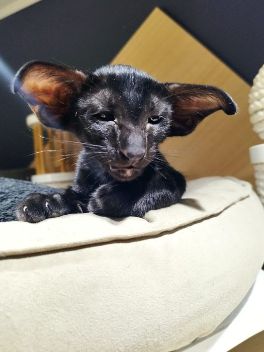 Ориентальные котята экстримального типа