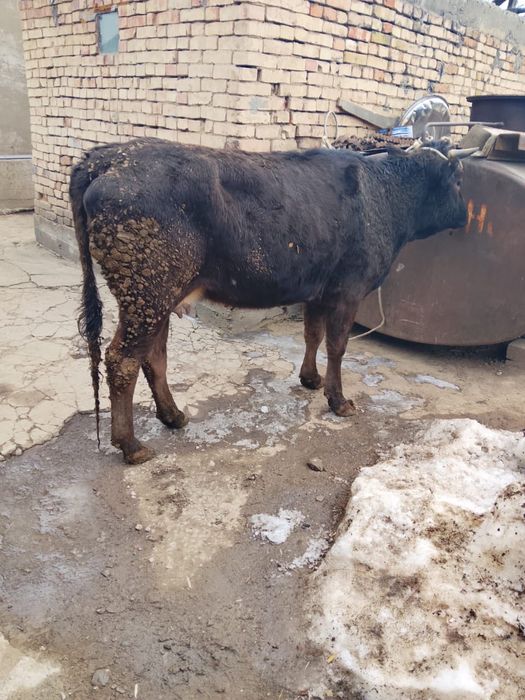 Продам жирную тёлку