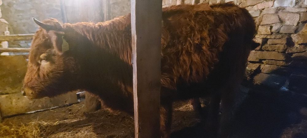 Продам коровы, тайынша, сиыр, қашар