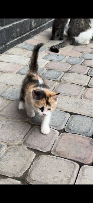 Котятам 1,5 мес.