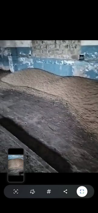 Продам сухую пшеницу без запаха