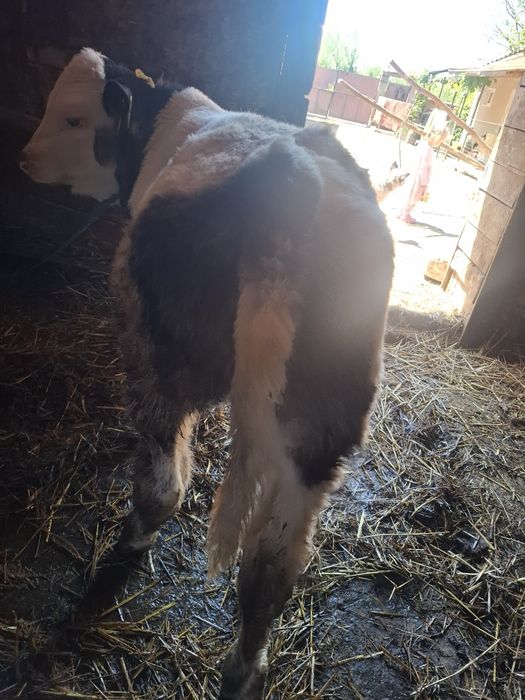 Vând vițel Belgian!