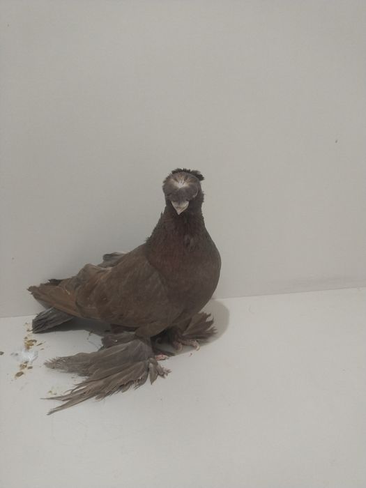 Голубы двухшубые