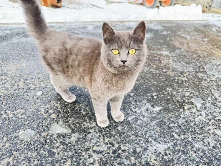 Кошечки в добрые руки