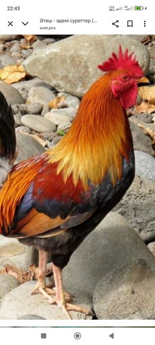 Әтештер сатылады