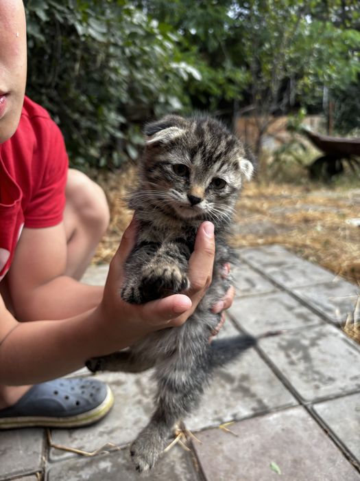 Отдам котят в добрые руки