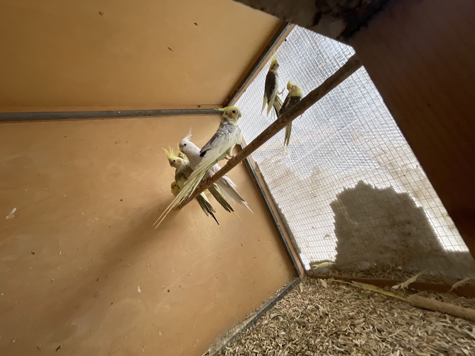 Karella toti sotiladi