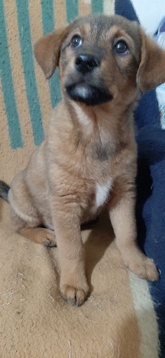 Отдам щенков только в добрые руки.