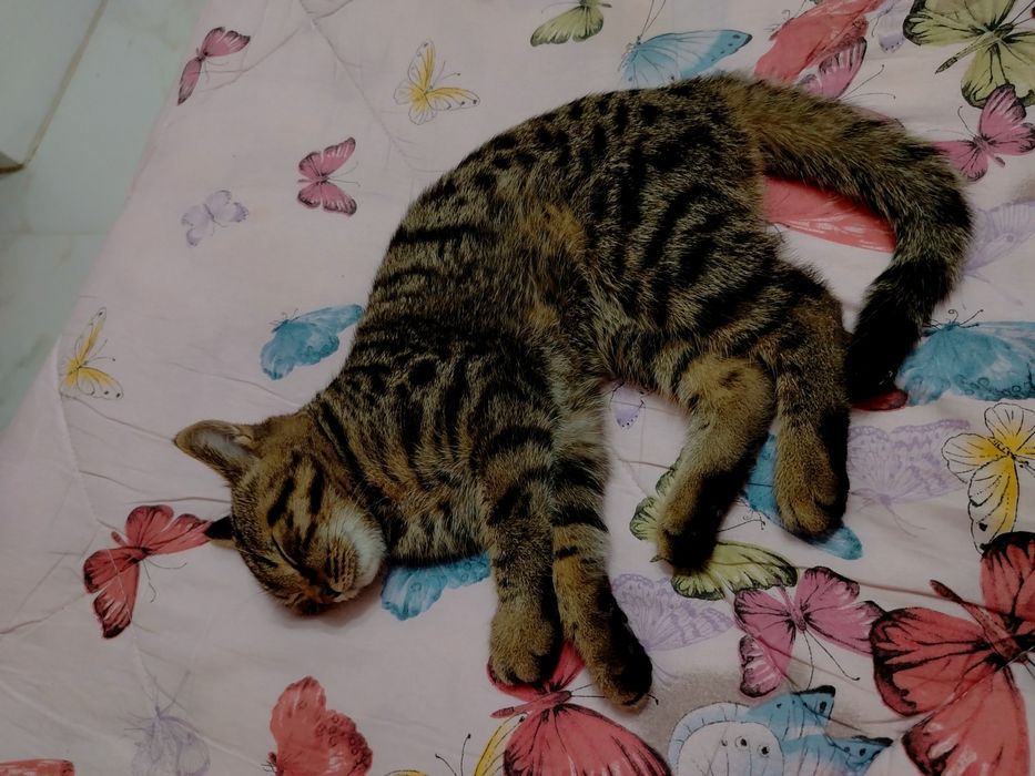 Домашная Котенок продаю