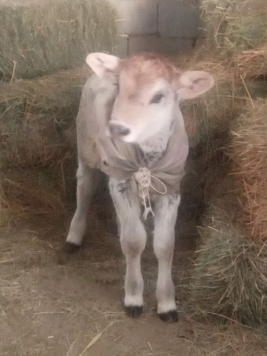 Бызау ургашы сатылады