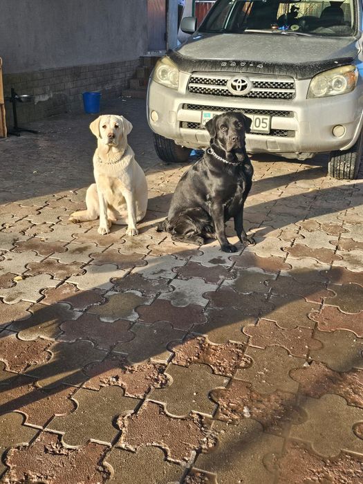 Продам щенков породы лабрадор