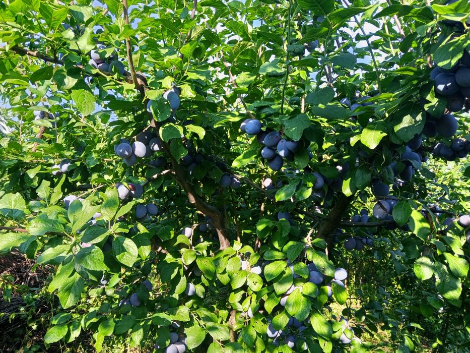 Prune centenar de consum