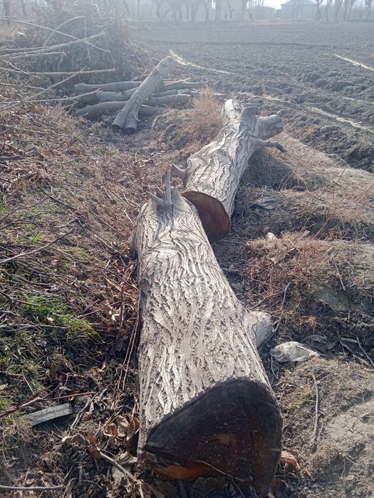 Yong‘oq daraxti sirochni sotiladi