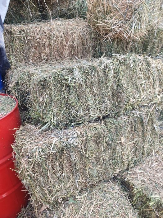 Baloți lucernă Coasa 3