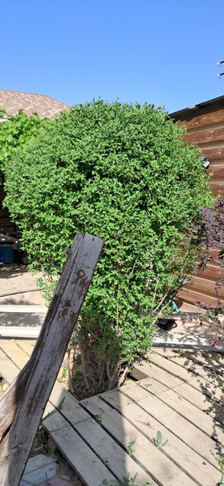 Озеленение в актау Садовник