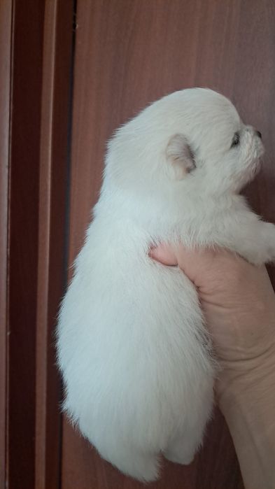 Продаются  шпицы