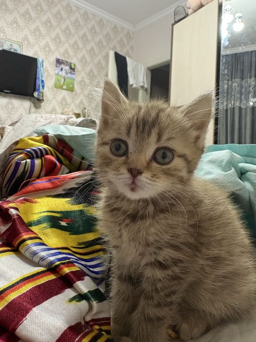 Котенок золотая шиншила