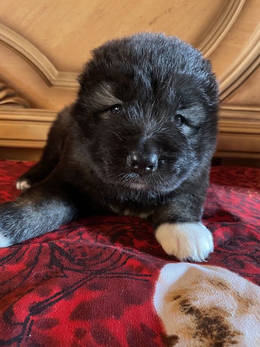 Щенки кавказской овчарки