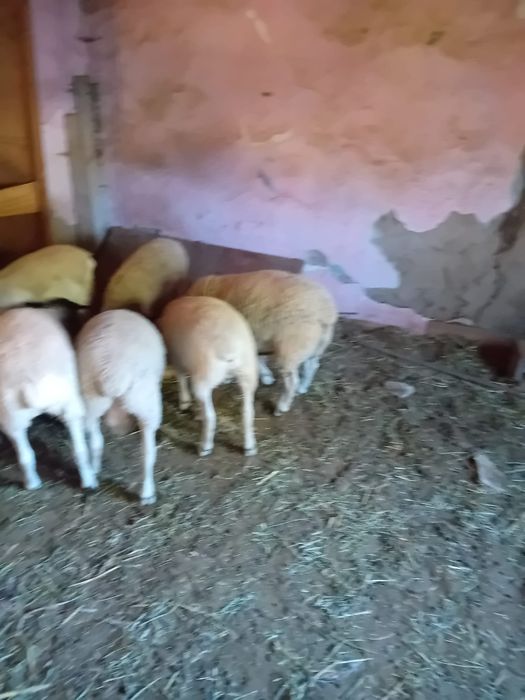 Vând oi dorper rasă pură