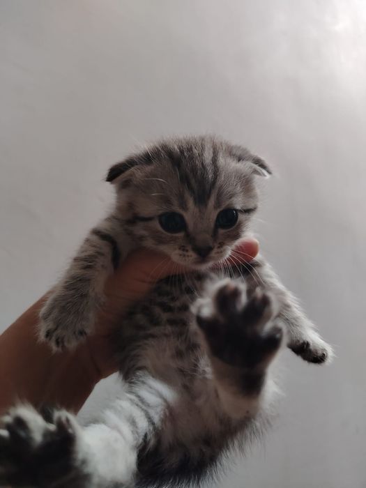 Продам шотландских котят