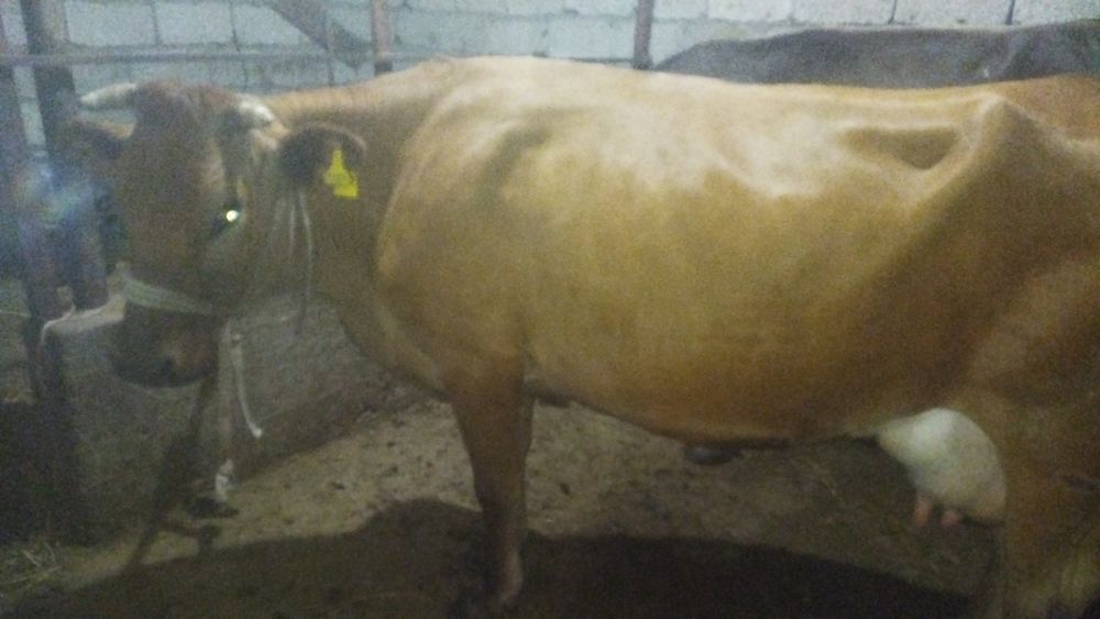 Сүтті сауын сиыр сатылады