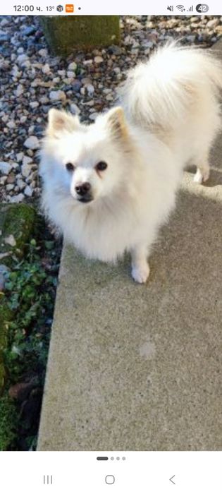 ,продавасе куче шпиц много добро и мило дружолюбно кученце женско