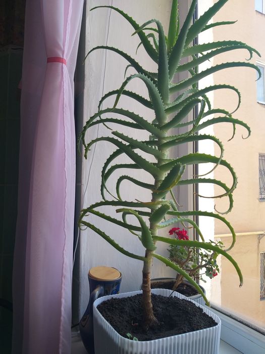 Алое лекарственное лечебное