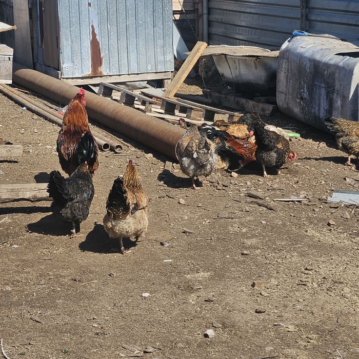 Продам инкубационные яйца