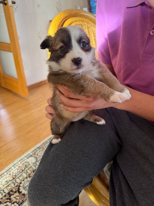 Ищут дом очаровательные щенки