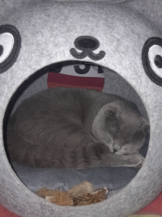 Вязка котик 1.5 года