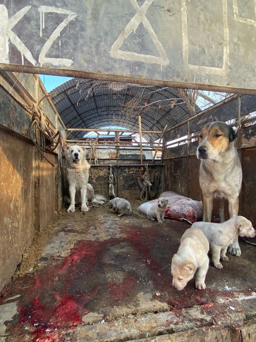 тобет кушик 1 аилык