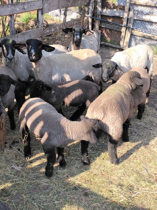 De vânzare doi berbecuți suffolk