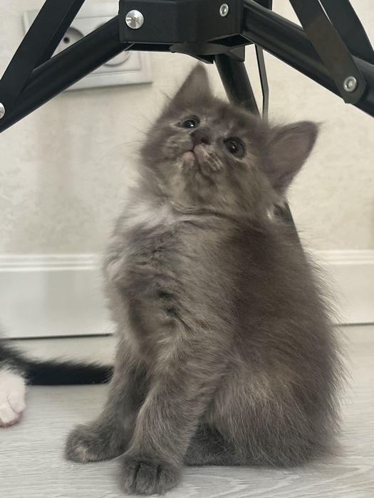 Отдам котенка бесплатно
